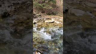 Ecoul Primaverii In Munti.