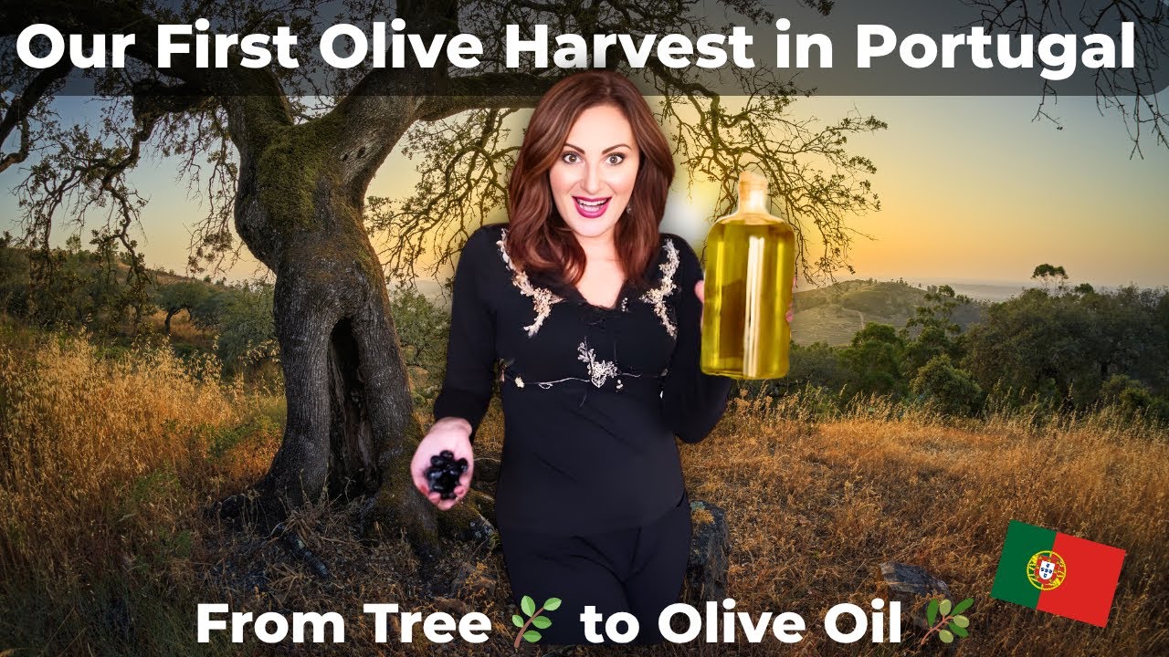 🫒 Наш первый урожай оливок в Португалии 🇵🇹 | От дерева до оливкового масла