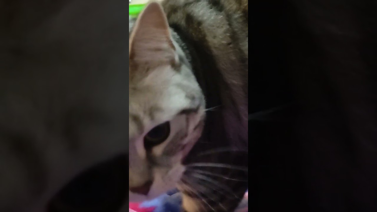 Leia - uncharacteristically kneady