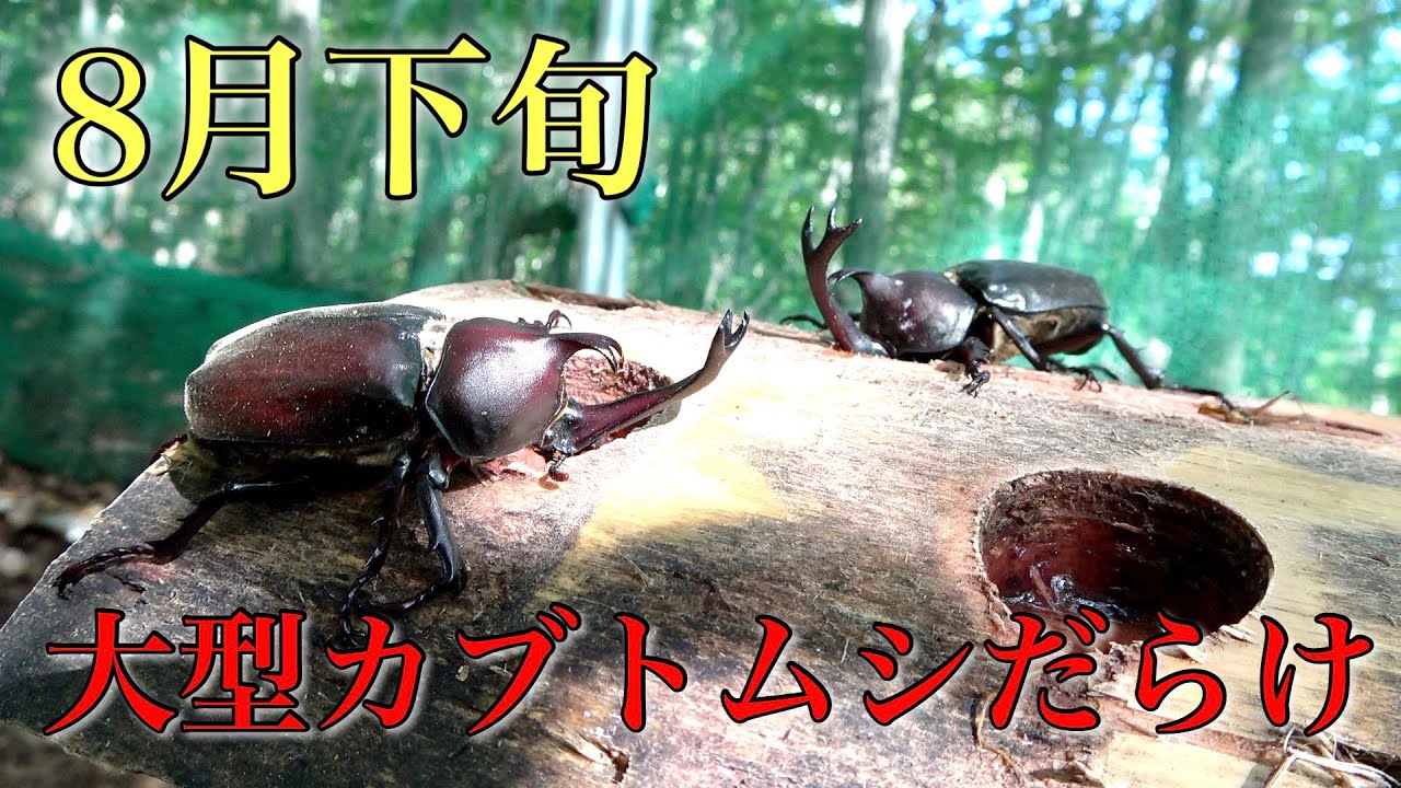 大規模ブリードルームまで！？閉園後のムシムシランドに潜入！