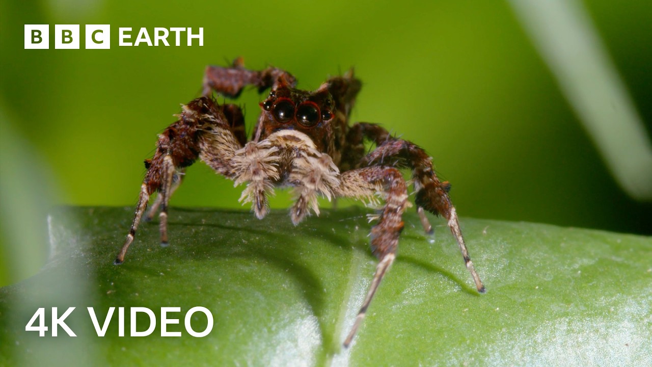 Nature’s Wildest Hunters Narrated by Sir David Attenborough | 4K UHD