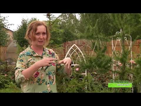 Формирование лиственницы. Сунгурова
