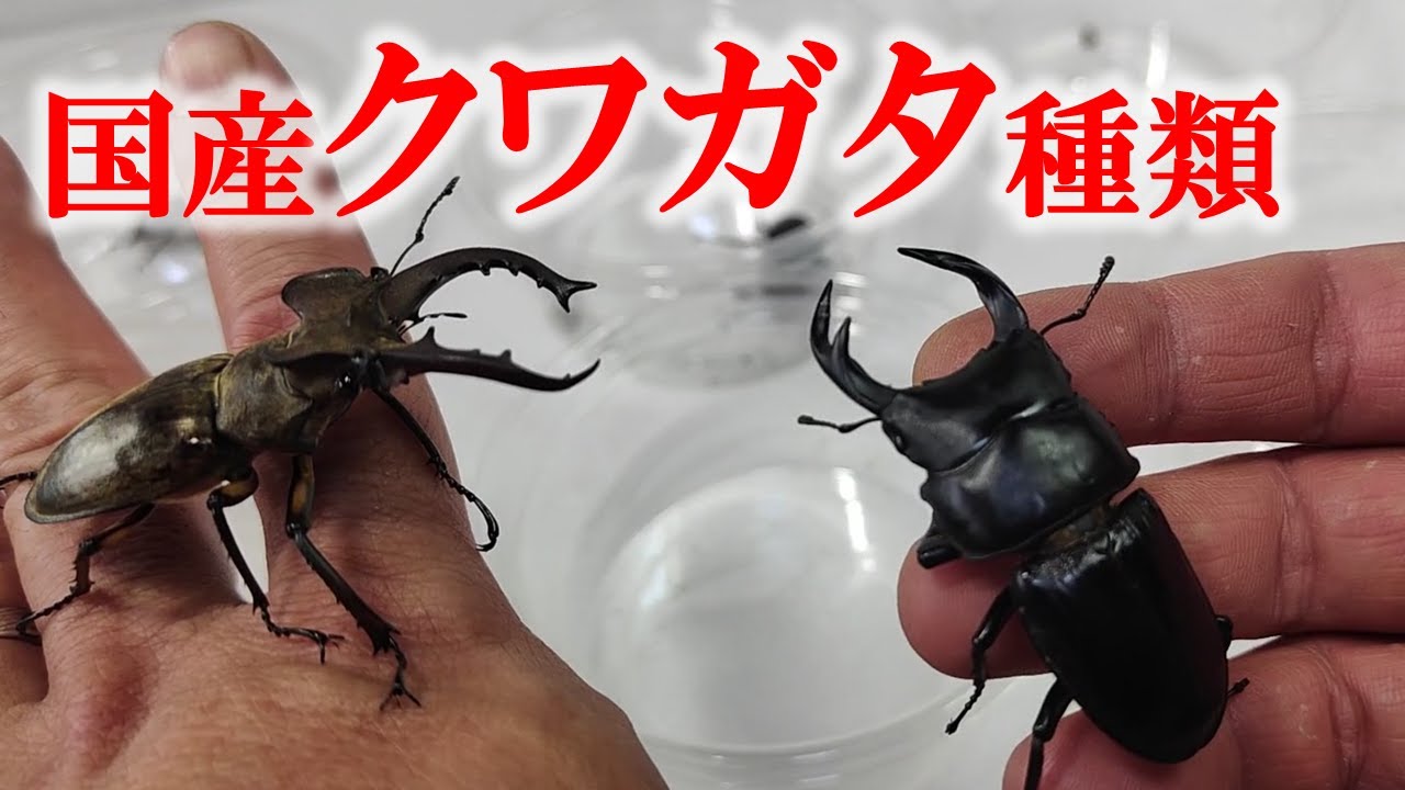 Japanese stag beetles] Explaining how difficult it is to