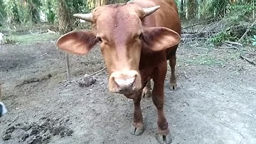 Sapi limousin cross hasil persilangan simmental x bx (brahman cross)