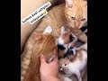 #cat #kitten #cute #funny#shorts #keşfet