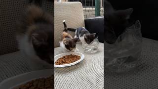 Hava 30 Derece Sizde Kapıya Bir Kap Su Bırakın Bırakanlar Yorum Atsın En Yeni Video Mahmut Sönmez