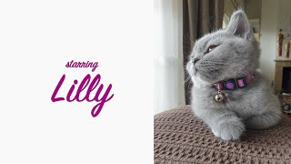 Lilly The Cat (world's cutest British shorthair) E1 | StarovasTV