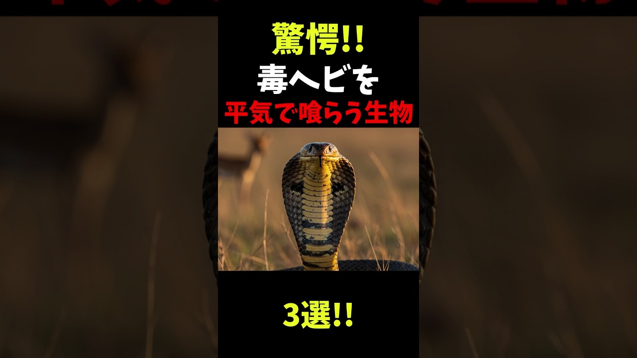 毒が効かない!?毒ヘビを餌にする最強ハンター3選 　#動物 ＃ヘビ #shortvideo