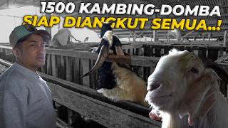 Bawa Pulang Gak Ya Kambing Dan Domba Berponi Disini eps8
