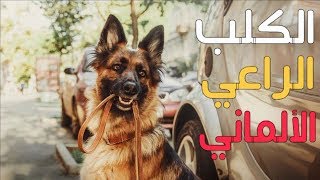 معلومات عن كلب الراعي الألماني || German shepherd