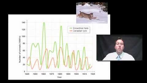 Predator Prey Populations