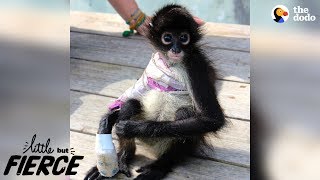Brave Baby Monkey Loves Every Minute Of Her New Life | The Dodo Little But Fierce Brave Baby Monkey Loves Every Minute Of Her New Life | The Dodo Little But Fierce