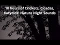 Nature Night Sounds 10 Hours of Crickets Cicadas Katydids Sleep Study Relax Nature Video