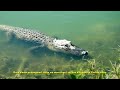 Spotted Species Episode 6, Part 1: American #Alligator in #evergladesnationalpark.