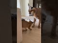 🐾 BABY PROTECTED — THREAT ELIMINATED!