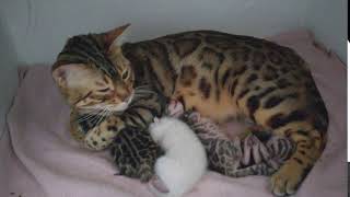 Ruby Tuesdays first litter from birth to 2 weeks