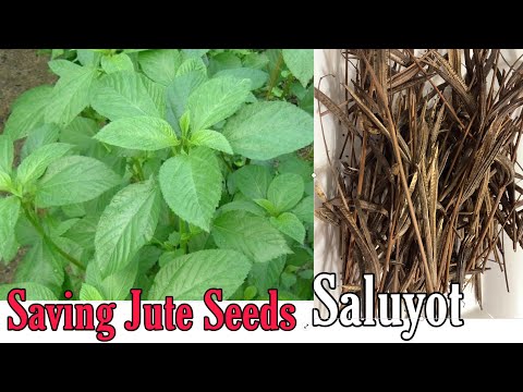 Where To Buy Jute Leaves Australia