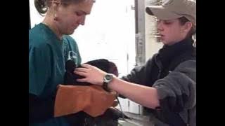 Vulture Receives Care