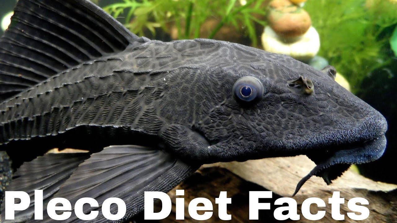 Pleco Diet Facts Sucker Mouth Catfish Feeding Facts Amazing