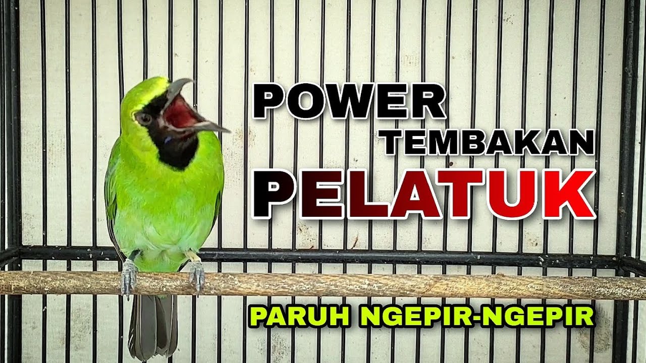 POWER ROLL TEMBAK || MASTERAN CUCAK IJO GACOR FULL ISIAN PELATUK