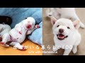 生後1ヵ月で可愛くなりすぎた子犬がこちらです