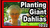 How to Grow Dahlias from Seed 