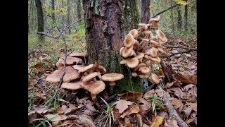 За грибами 8 сент 2018г 2 часть ОПЯТА мульён! За грибами 8 сент 2018г 2 часть ОПЯТА мульён!