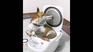 The Fox and ricecooker!