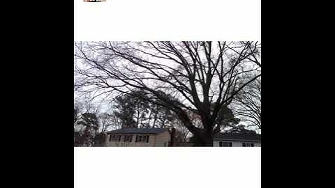 The Tree Thinning Process Explained