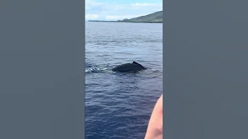 2025 Humpback Whale 