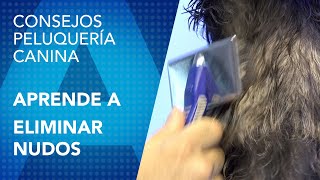 ¿Cómo desenredar un perro lleno de nudos?