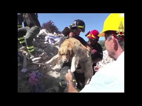 Vídeo: Pet Scoop: cão resgatado após 9 dias preso em escombros, Panda gêmeos nascido em Atlanta