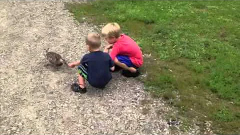 Duck feeding