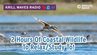 2 Hours Of Coastal Wildlife To Relax/Study | Lofi Hip Hop | Monterey Bay Aquarium Krill Waves Radio by Monterey Bay Aquarium 26,393 views 10 months ago 2 hours, 6 minutes