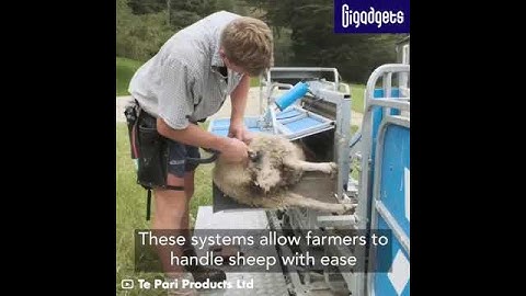 These systems allow farmers to handle sheep with ease.