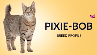 Pixie Bob Cat Breed Profile History - Price - Traits - Grooming Needs - Lifespan
