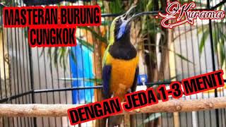 Masteran Burung Cucak Cungkok Dengan Jeda 1-3M Kualitas HD