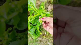 Harvesting time ; on my kitchen garden  ✨
