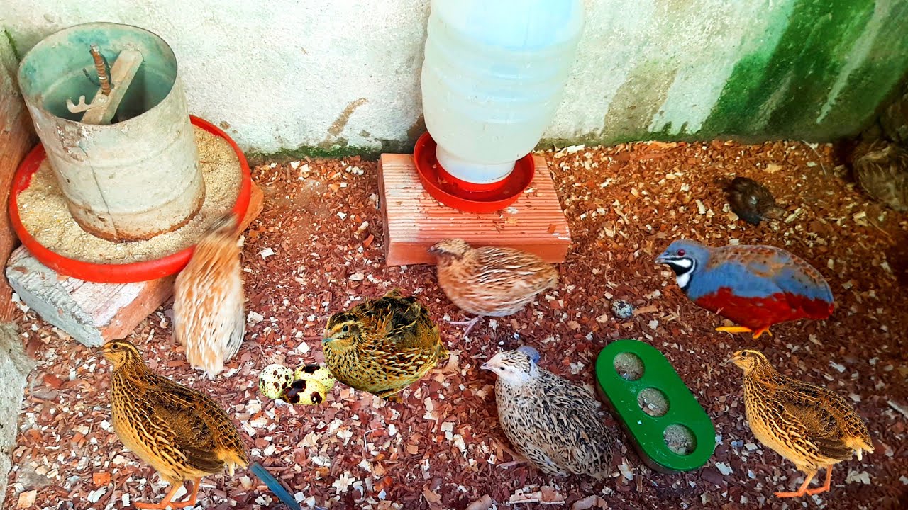 COMO CRIAR CODORNAS NO CHÃO APRENDA AGORA. #criaçãodecodornasnochão