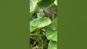 Tác dụng không ngờ từ: Cây Dổi Đất - Bạn không nên bỏ qua! ❤️Lá cây được ví như “lá kim cương”❤️