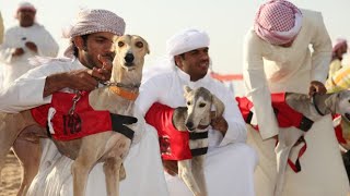 Saluki derby race @ 2km distance