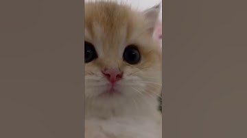 Những khoảnh khắc đáng yêu của thú cưng (P13) #shorts