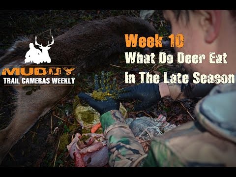 What Do Deer Eat In The Late Season? | Trail Cameras Weekly " Week 10"