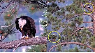 FOBBV SHADOW BANDED SUB ADULT KD1 PERCH IN TWIN PINES WATCH SHADOW S REACTION Big Bear 8 7 26