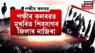 Nazira News |পক্ষীৰ কলৰৱত মুখৰিত শিৱসাগৰৰ নাজিৰা। শামুকভঙা চৰাইৰ বসতিস্থল হৈ পৰিছে ন-মাটি অঞ্চল N18V