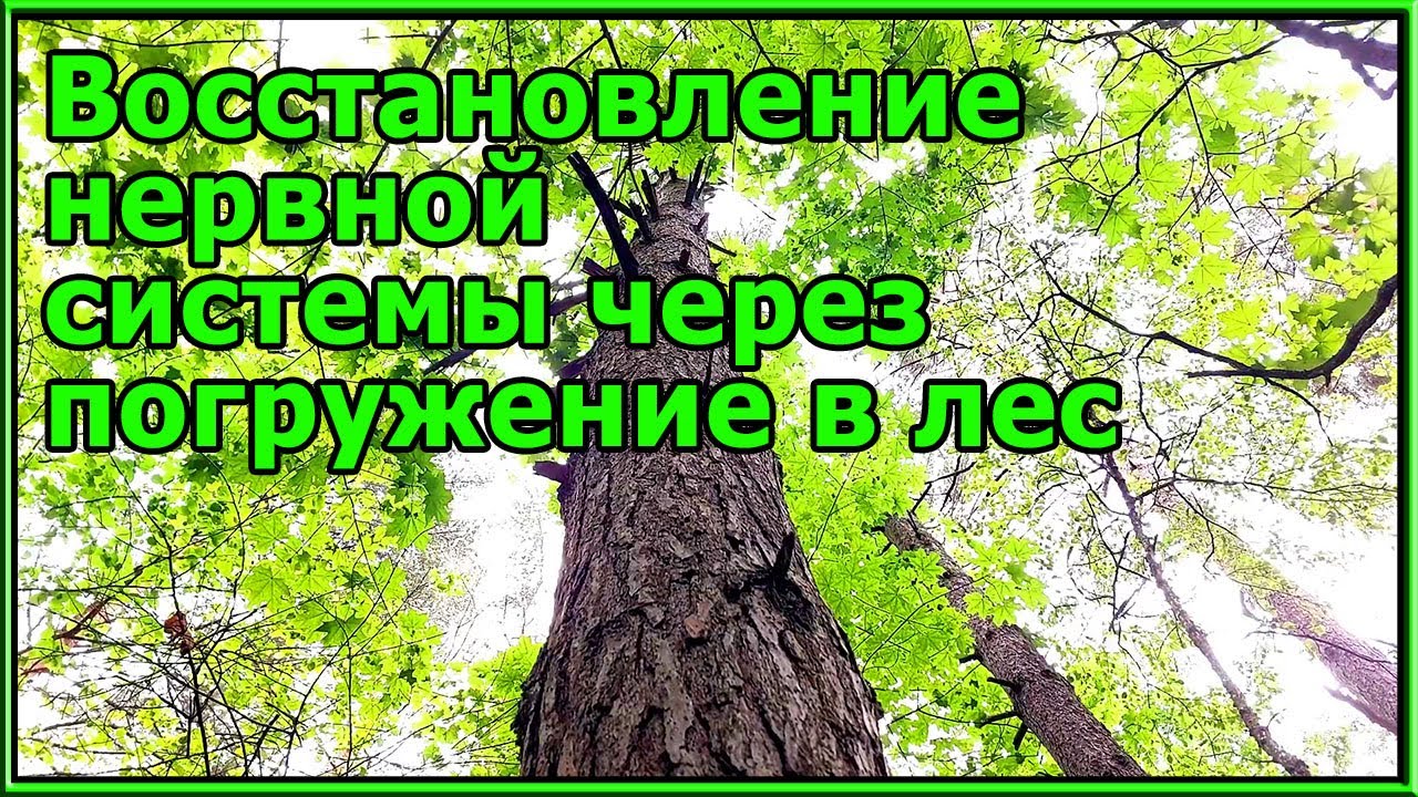 НАУКА ЛЕСНОЙ ТЕРАПИИ; КАК ПРОГУЛКИ НА ПРИРОДЕ МОГУТ |ОМОЛОДИТЬ| ВАШУ НЕРВНУЮ СИСТЕМУ