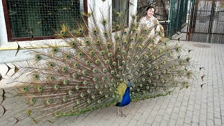 Spring at the zoo: saving a beetle, spinning a peacock, inspiring Gatilov