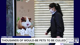 Hong Kong will cull 2,000 animals after hamsters in pet store get COVID-19