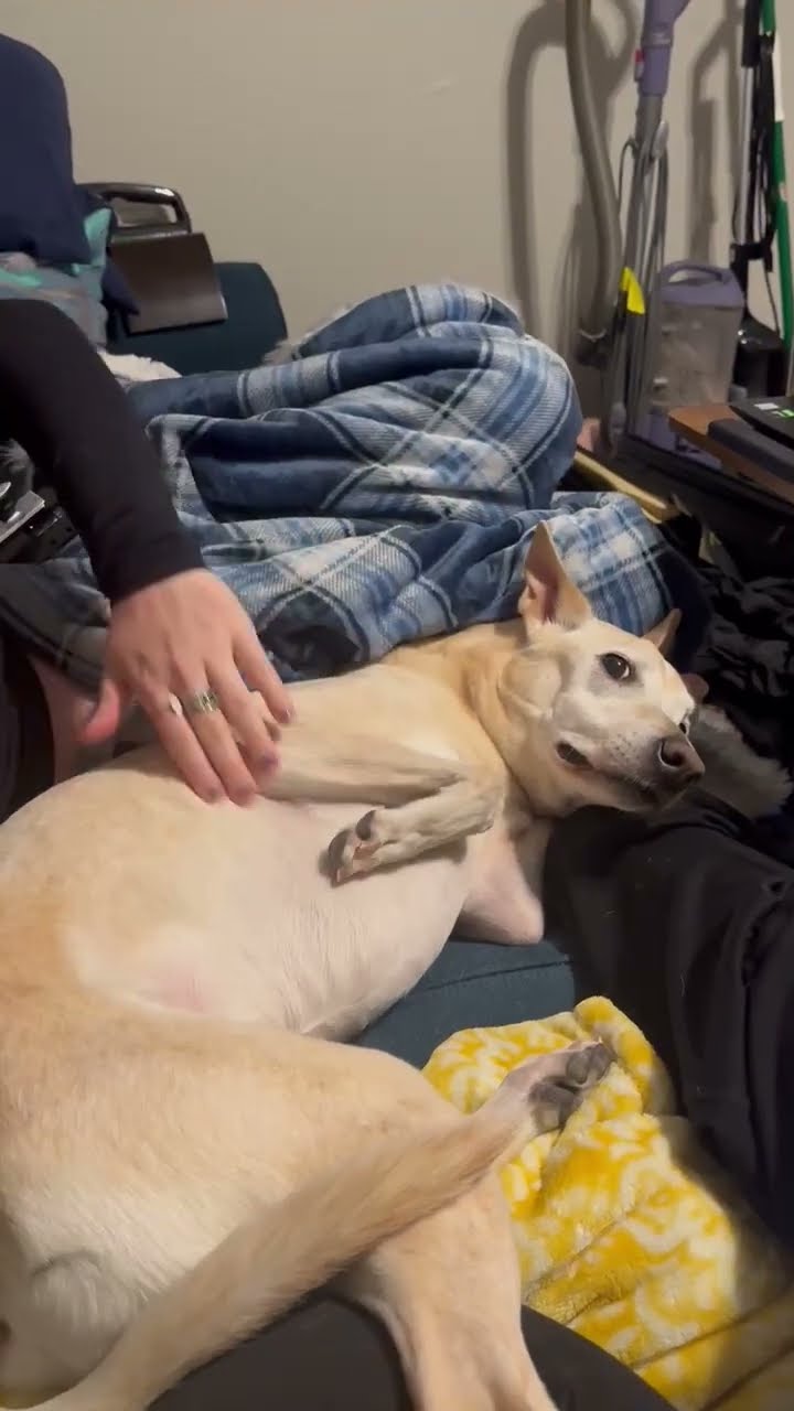 Dexterous Doggo Deftly Evades Touch || ViralHog