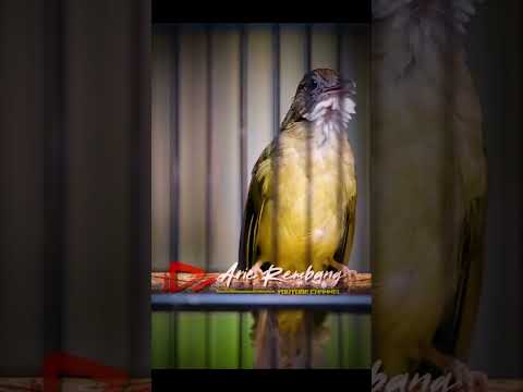 KATEM GACOR TEMBAKAN FAVORIT SPED PAS DAN MEWAH